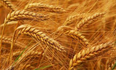 good-news-from-indias-farms-after-budget-wheat-area-increased-to-343-23-lakh-hectares