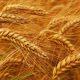 good-news-from-indias-farms-after-budget-wheat-area-increased-to-343-23-lakh-hectares