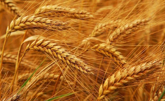 good-news-from-indias-farms-after-budget-wheat-area-increased-to-343-23-lakh-hectares