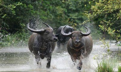 Assam is a charming place adorned with beautiful wildlife and mountains, a must visit