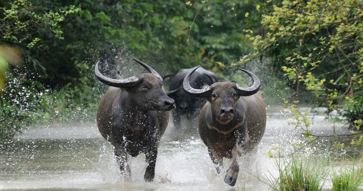 Assam is a charming place adorned with beautiful wildlife and mountains, a must visit