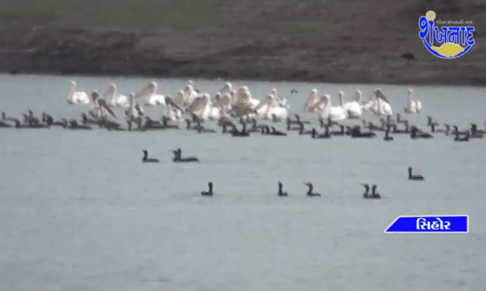 Foreign guests came from across the Himalayas, Sihore became a festival of foreign birds...