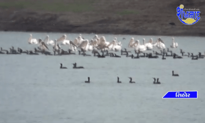 Foreign guests came from across the Himalayas, Sihore became a festival of foreign birds...