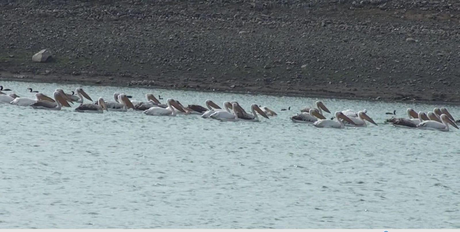 Foreign guests came from beyond the Himalayas, Sihore became a festival of foreign birds