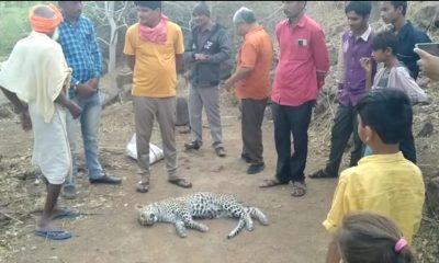 Dead body of leopard found in Sihore's Dipadia Dungar - Chakchar Machi