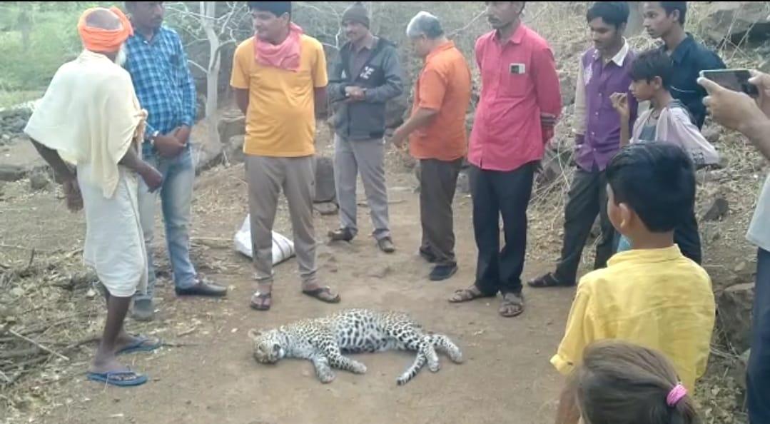 Dead body of leopard found in Sihore's Dipadia Dungar - Chakchar Machi