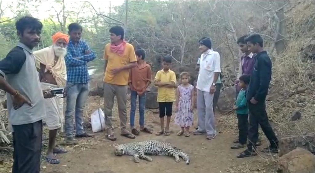 Dead body of leopard found in Sihore's Dipadia Dungar - Chakchar Machi
