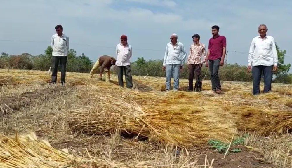 Heavy impact of Mavtha in Sihore Panthak ; A double blow to the farmer