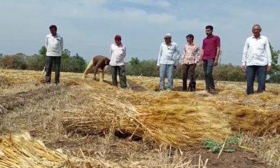 Heavy impact of Mavtha in Sihore Panthak ; A double blow to the farmer