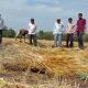 Heavy impact of Mavtha in Sihore Panthak ; A double blow to the farmer