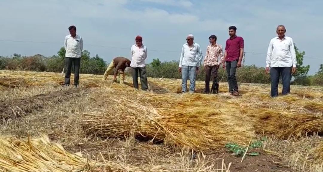 Heavy impact of Mavtha in Sihore Panthak ; A double blow to the farmer