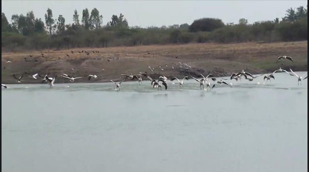 Foreign guests came from beyond the Himalayas, Sihore became a festival of foreign birds