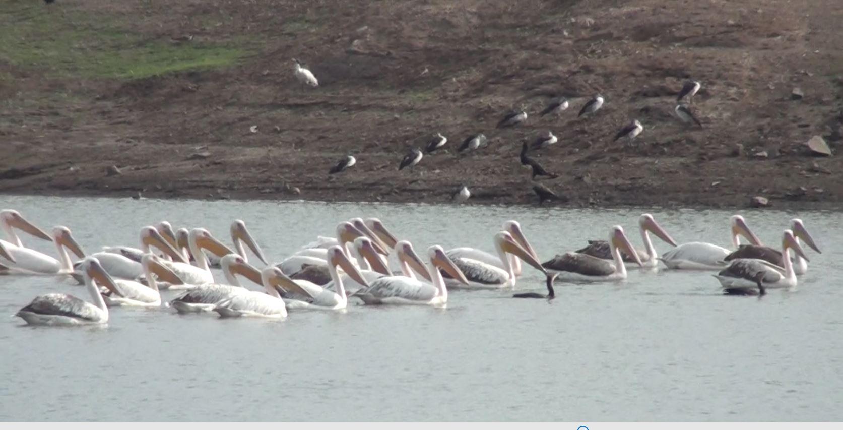 Foreign guests came from beyond the Himalayas, Sihore became a festival of foreign birds