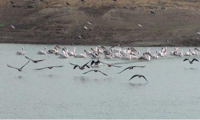 Foreign guests came from beyond the Himalayas, Sihore became a festival of foreign birds