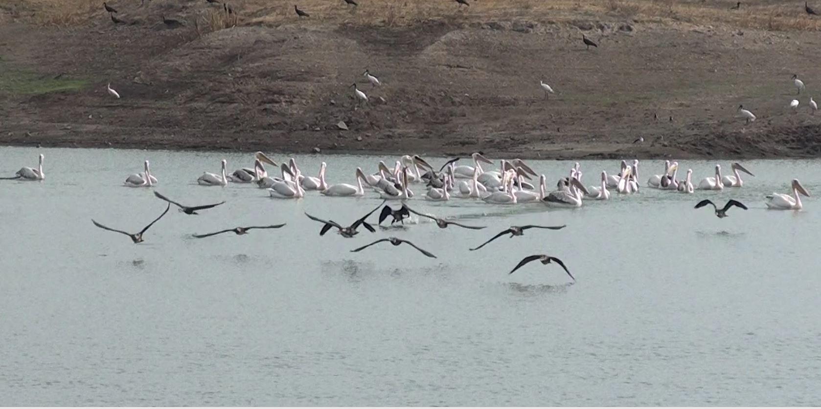 Foreign guests came from beyond the Himalayas, Sihore became a festival of foreign birds