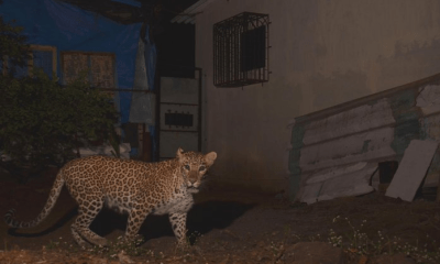 A leopard was spotted at Chakla Timba Dungar in Sihore on Saturday evening - residents panicked.