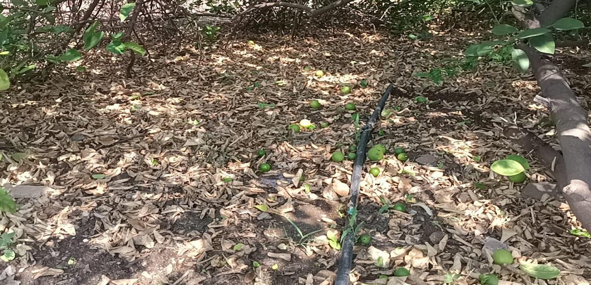 Impact of Mawtha: Widespread damage to mango, pomegranate and lemon crop plants in Sihore and Panth.