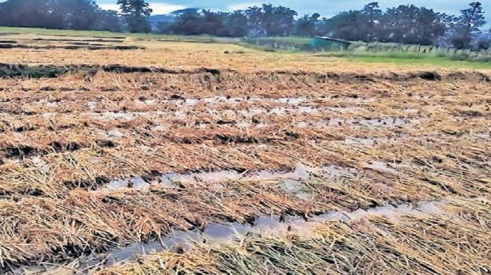 Unseasonal rain in Bhavnagar district washed away the agricultural crops