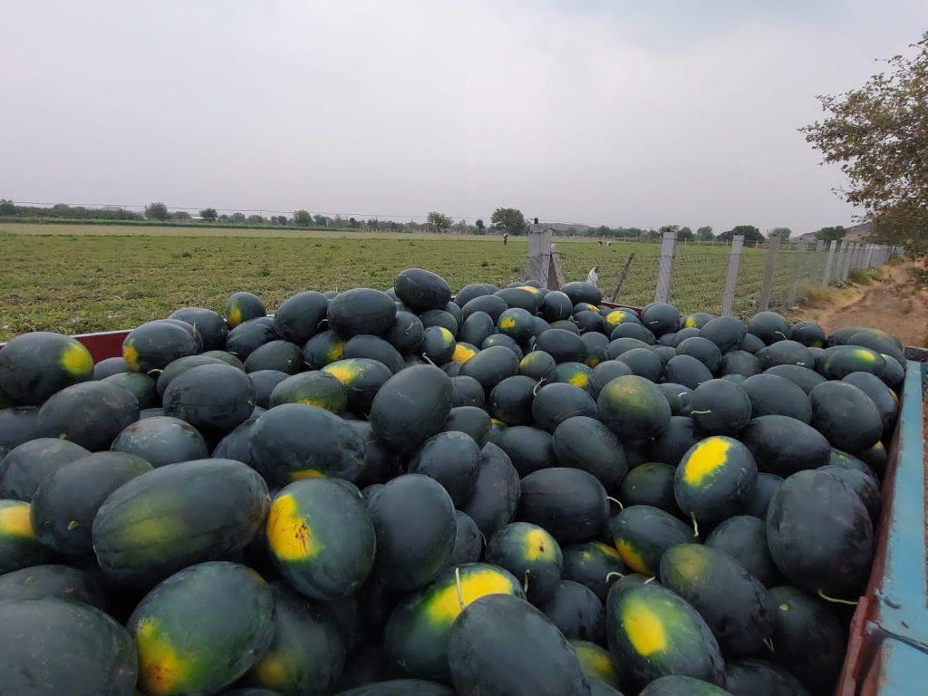 Progressive farmer of Dihore village - record breaking production of watermelon in summer using Ajmastra