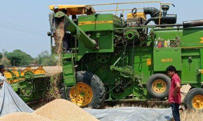 Sidsar - Farmers suffered due to widespread loss of valuable wheat crop due to drought