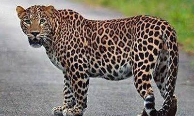The peasants got up; A leopard mauled a calf in a paddy field near Bhadli and Jaliya in Sihore.