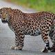 The peasants got up; A leopard mauled a calf in a paddy field near Bhadli and Jaliya in Sihore.