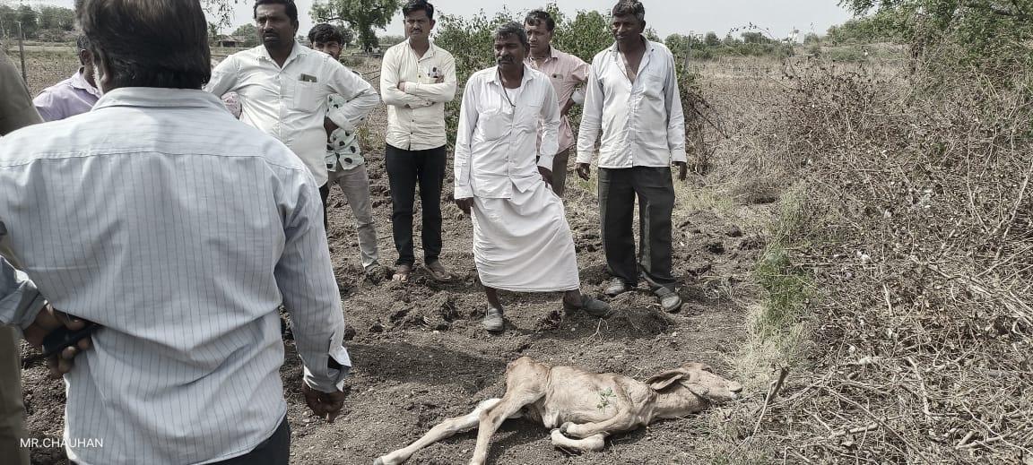 hoofed leopard; Leopards make another kill in Khambha village of Sihore, tear apart calf and eat