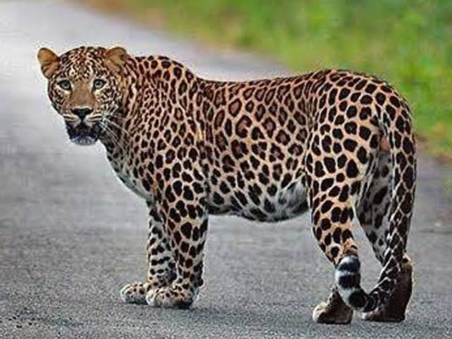 hoofed leopard; Leopards make another kill in Khambha village of Sihore, tear apart calf and eat