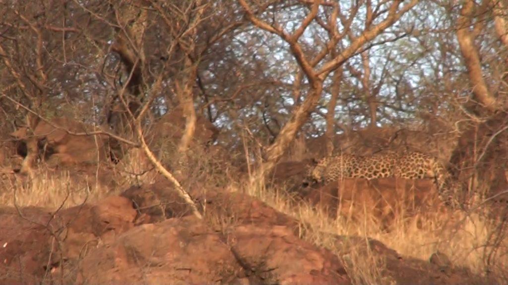 a-leopard-was-spotted-in-the-hills-near-gautameshwar-in-sihore-early-this-evening-people-fluttered