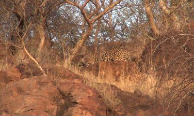 a-leopard-was-spotted-in-the-hills-near-gautameshwar-in-sihore-early-this-evening-people-fluttered