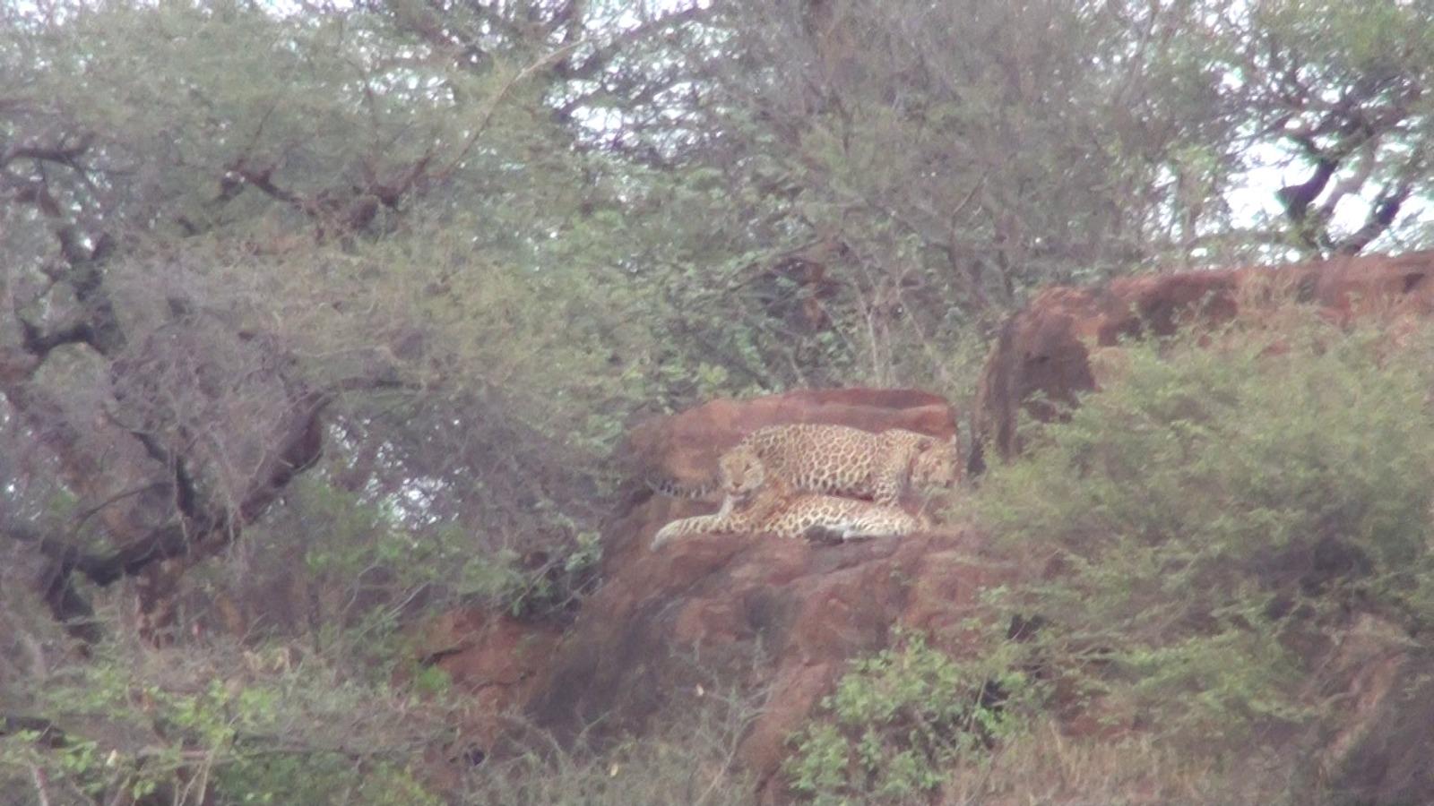 Leopard spotted in hill near Kund near Gautameshwar, Sihore - Leopard spotted - People fluttered