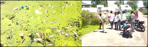 Thousands of fishes died in the river of Habukwad village in Talaja