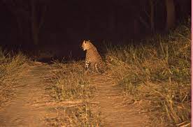 A leopard was spotted at Chakla Timba Dungar in Sihore on Saturday evening - residents panicked.