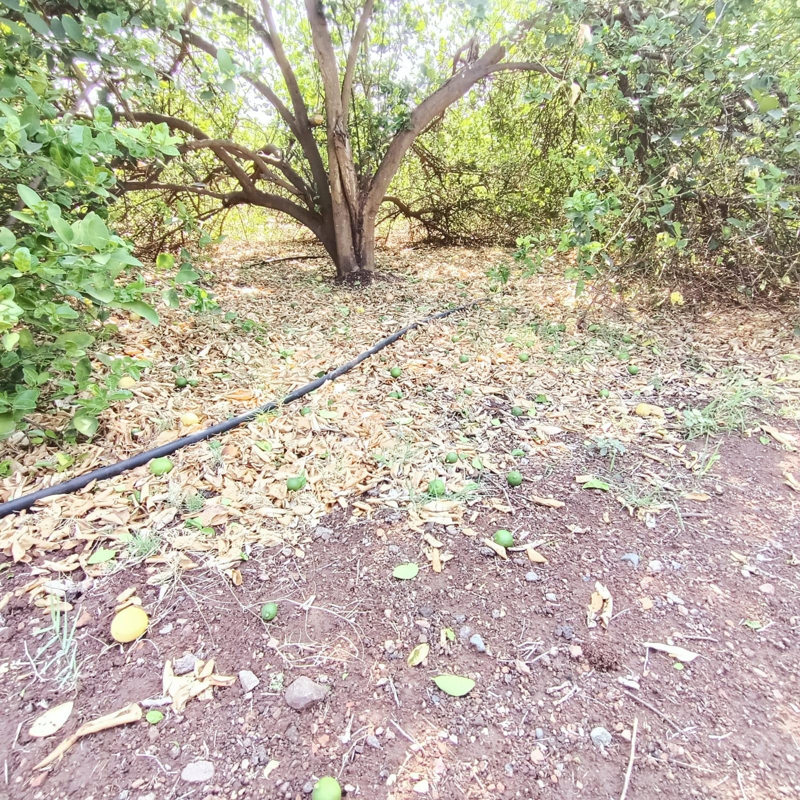 Impact of Mawtha: Widespread damage to mango, pomegranate and lemon crop plants in Sihore and Panth.