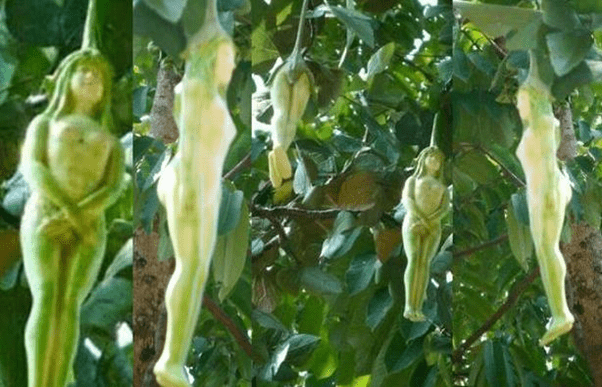 Girls grow on trees here! You will be shocked by the pictures