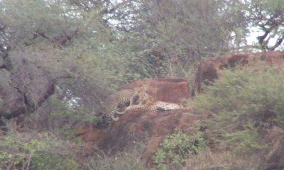 Leopard spotted in hill near Kund near Gautameshwar, Sihore - Leopard spotted - People fluttered