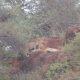 Leopard spotted in hill near Kund near Gautameshwar, Sihore - Leopard spotted - People fluttered