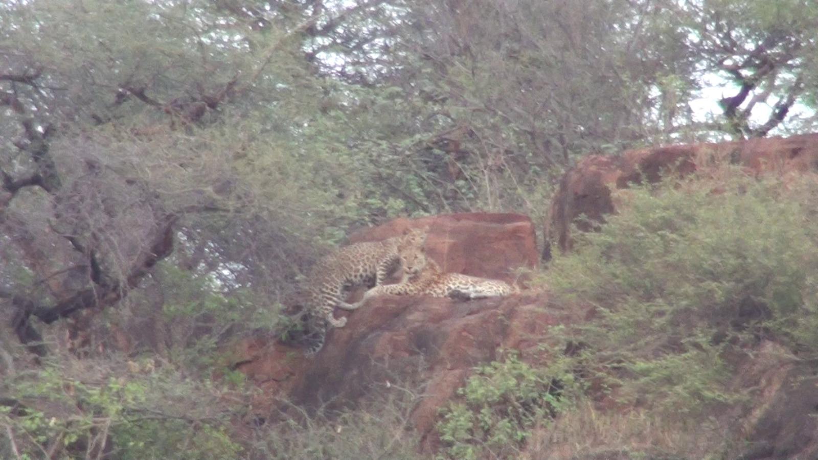 Leopard spotted in hill near Kund near Gautameshwar, Sihore - Leopard spotted - People fluttered