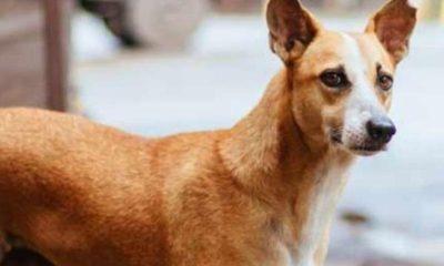 A village in India where dogs are millionaires, do the work of zamindars