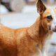 A village in India where dogs are millionaires, do the work of zamindars