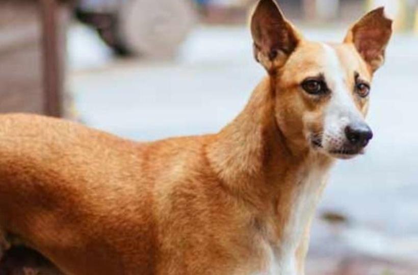 A village in India where dogs are millionaires, do the work of zamindars