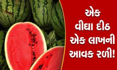 Progressive farmer of Dihore village - record breaking production of watermelon in summer using Ajmastra