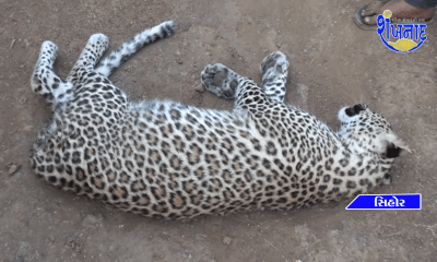 Dead body of leopard found in Dipadia Dungar area of Sihore