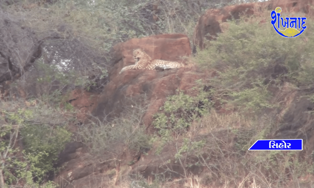 Leopards have made their home Yesterday morning 3 leopards appeared together in the hill next to Gautameshwar.