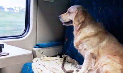 Travel With Pets : If you want to travel by train with your pets, know these important rules