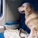 Travel With Pets : If you want to travel by train with your pets, know these important rules