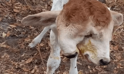 a-cow-gave-birth-to-a-calf-with-two-heads-and-one-torso-shocking-people