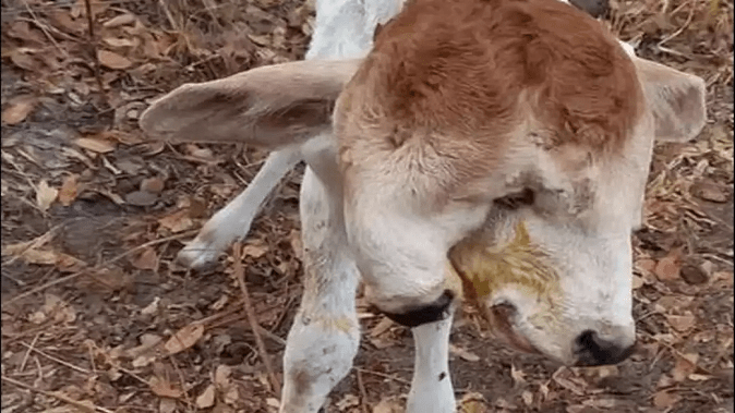 a-cow-gave-birth-to-a-calf-with-two-heads-and-one-torso-shocking-people