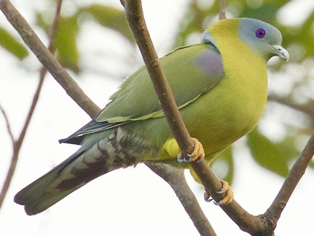 This bird never sets foot on the ground, eats and drinks everything on the tree, lives for 26 years!