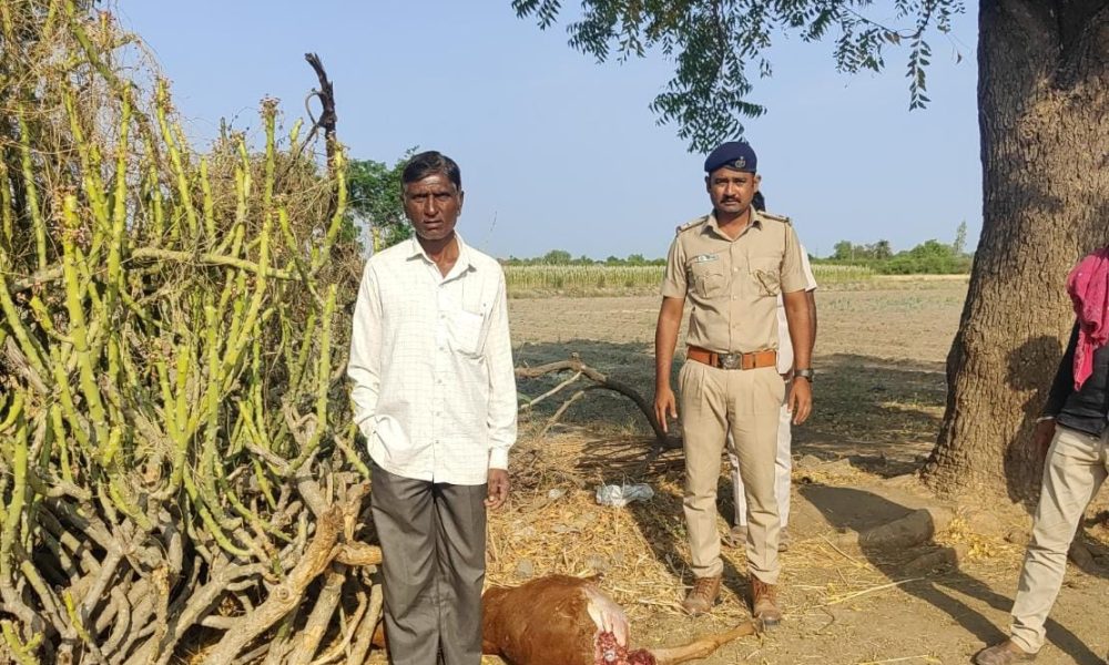 A leopard mauled a calf in Himmatbhai's paddy field in Karkolia village of Sihore.